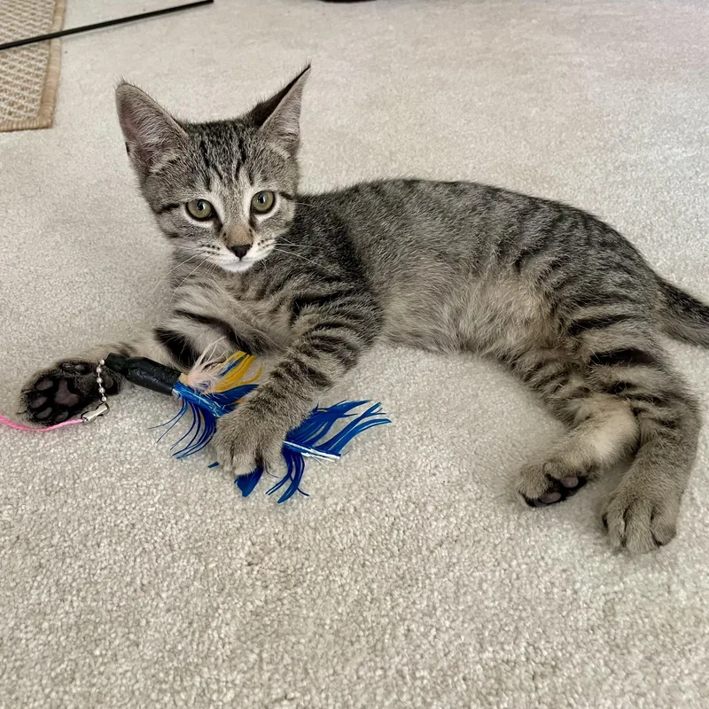 A baby small-sized male Tabby (Buff / Tan / Fawn) Domestic Short Hair cat named Momento . for adoption in Richmond, VA