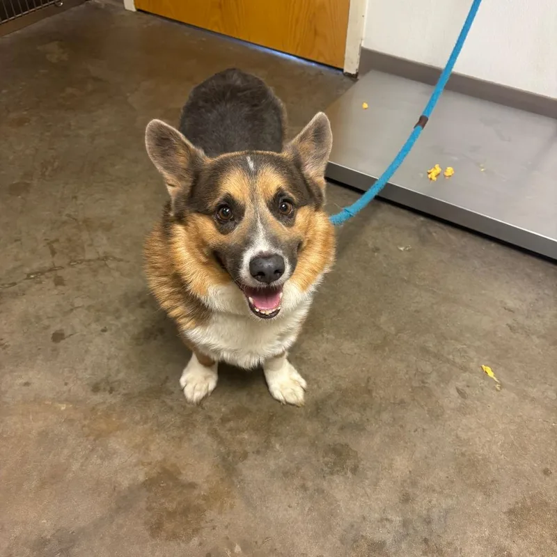 An adult small-sized male Brown / Chocolate Corgi dog named Tucker for adoption in Ottawa, KS