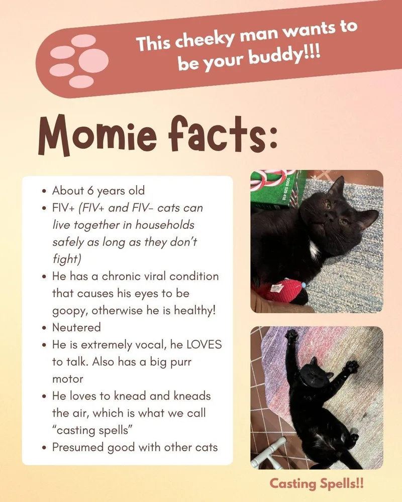 Momie thumbnail 2