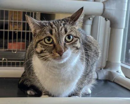 A young small-sized female Domestic Short Hair cat named Lucy for adoption in Bridgewater, NJ