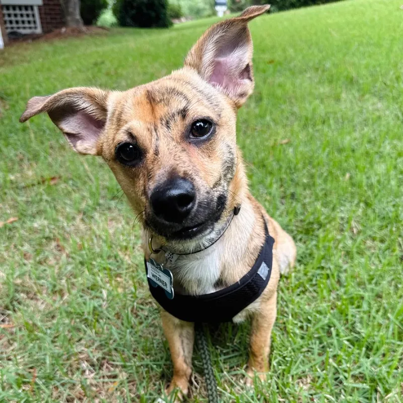 An adult small-sized male Brindle Terrier dog named Werner for adoption in Wake Forest, NC
