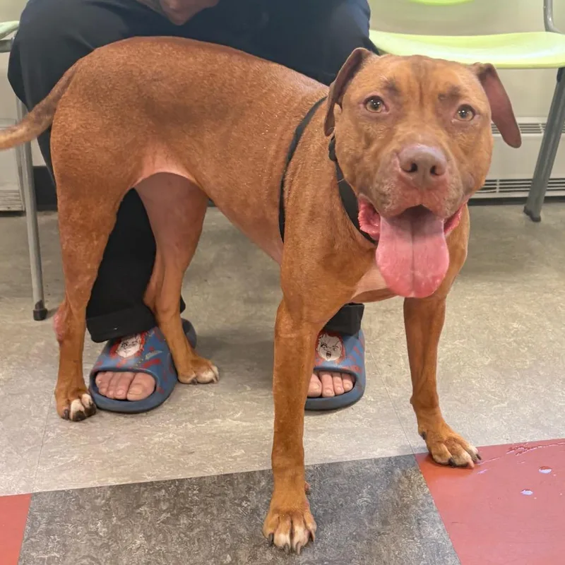 An adult medium-sized female Brown / Chocolate Mixed Breed dog named Barbellas for adoption in Philadelphia, PA