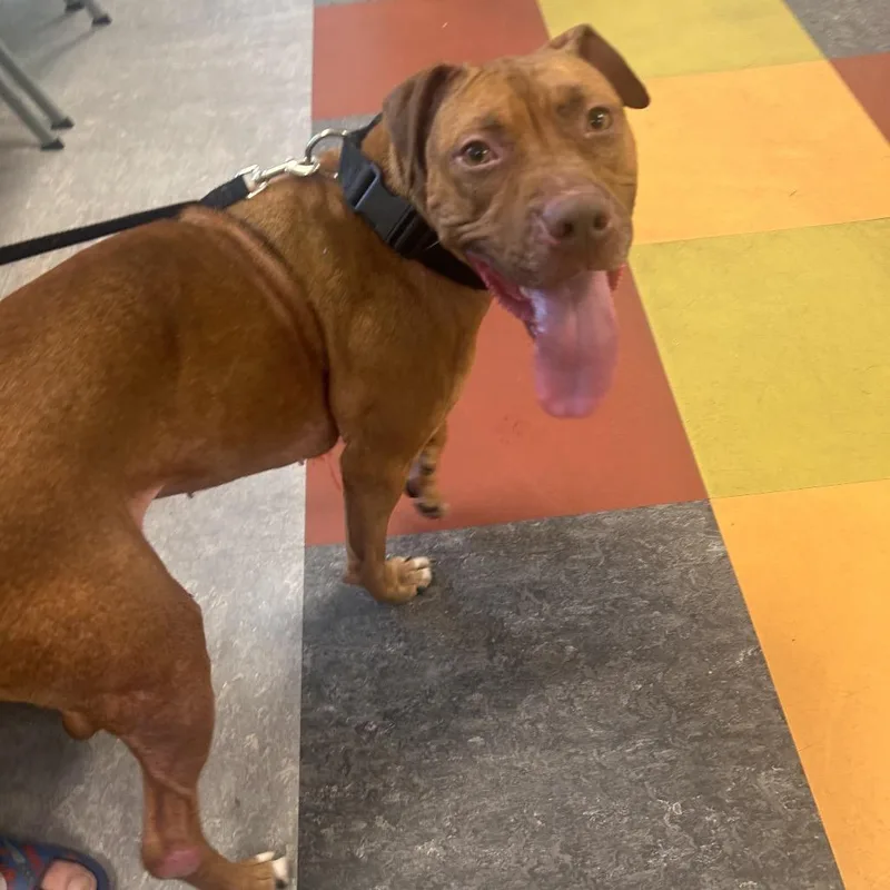 Barbellas thumbnail 2