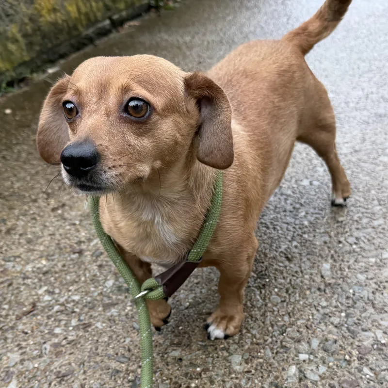 A young small-sized female Yellow / Tan / Blond / Fawn Dachshund dog named Clover for adoption in Latrobe, PA