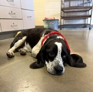An adult medium-sized male Beagle dog named Benny for adoption in Mason City, IA