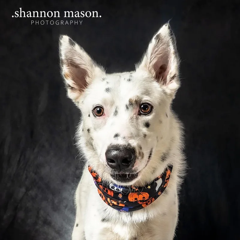 A young medium-sized male Border Collie dog named Zero for adoption in Las Vegas, NV