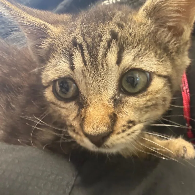 A baby small-sized female Brown / Chocolate Domestic Short Hair cat named Squirrel for adoption in Milton, FL