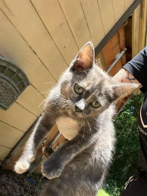 A baby medium-sized female Domestic Short Hair cat named Miasama for adoption in Fort Walton Beach, FL