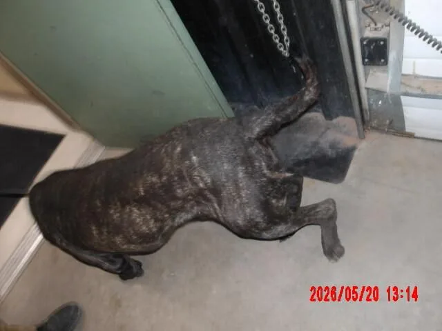 An adult extra large-sized male Black Cane Corso dog named Goliath for adoption in Hobbs, NM