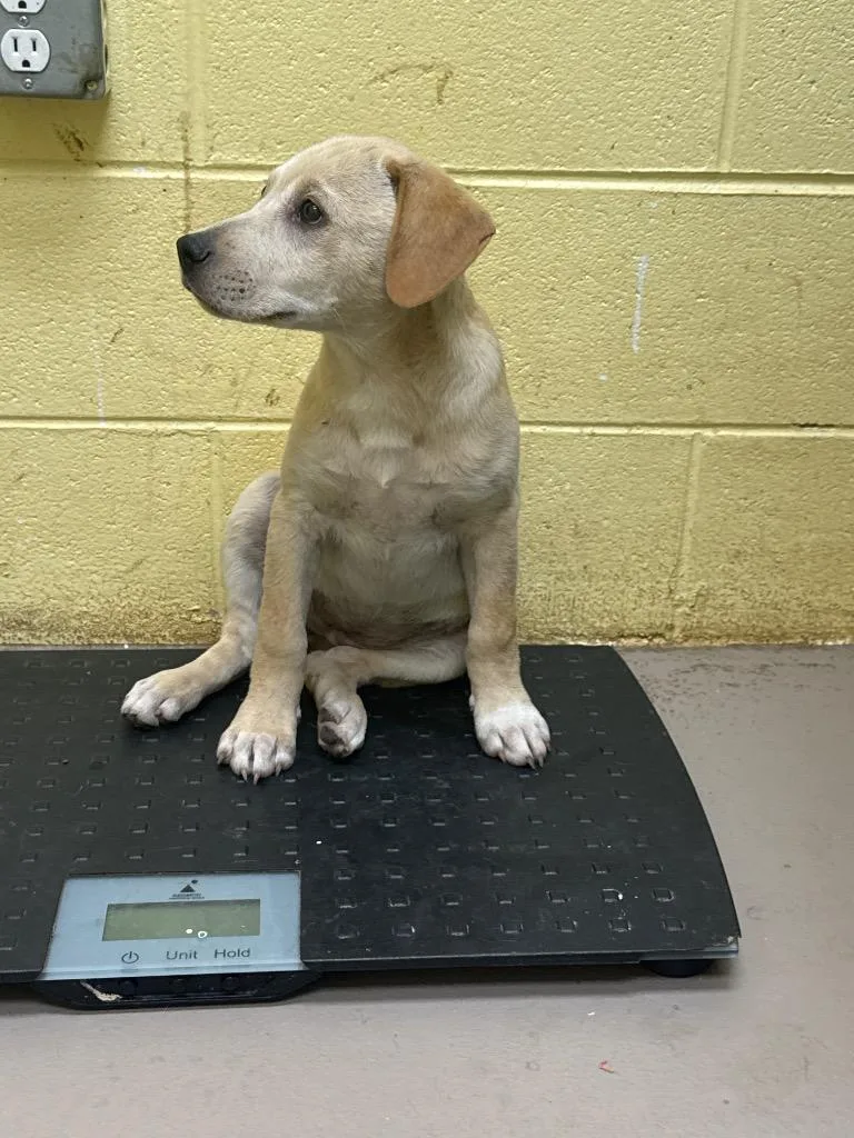 A baby medium-sized female Labrador Retriever dog named Belle for adoption in Crossville, TN