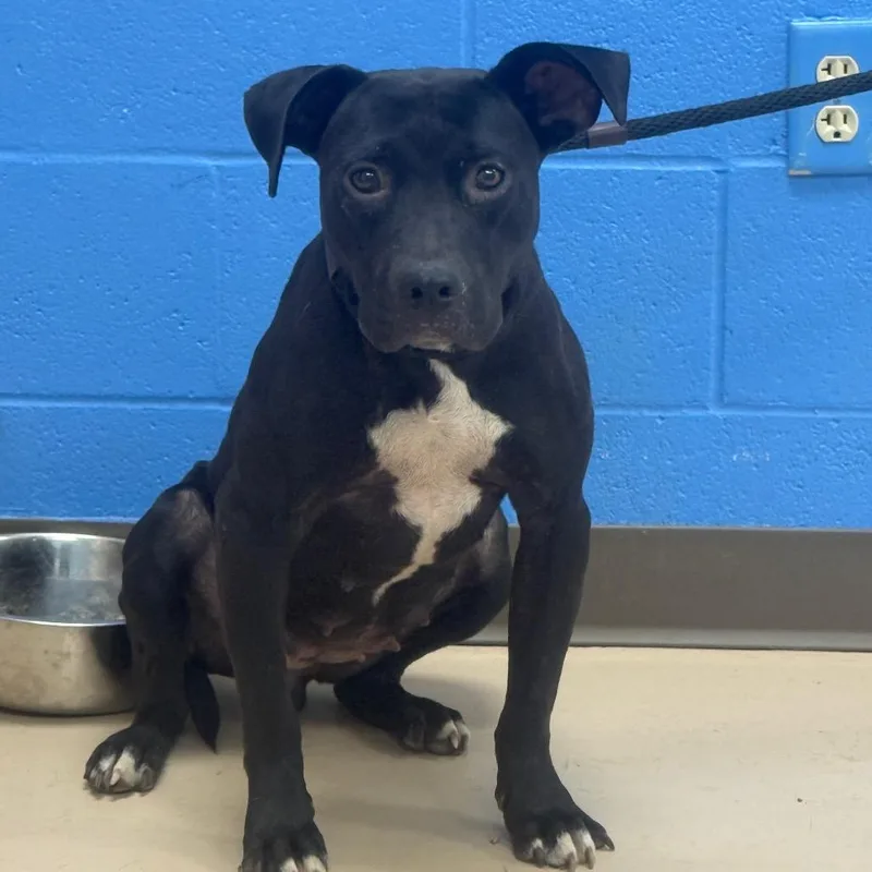 An adult medium-sized female Pit Bull Terrier dog named Mallory for adoption in Pine Bluff, AR