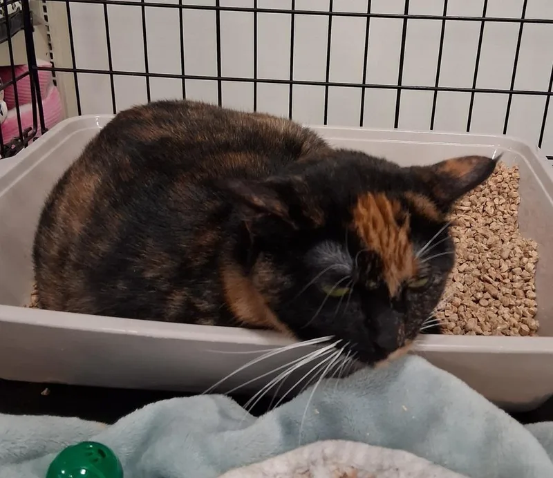 An adult large-sized female Calico cat named Felicia for adoption in Deltona, FL