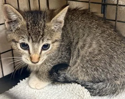A baby small-sized male Domestic Short Hair cat named Quokka for adoption in Honolulu, HI