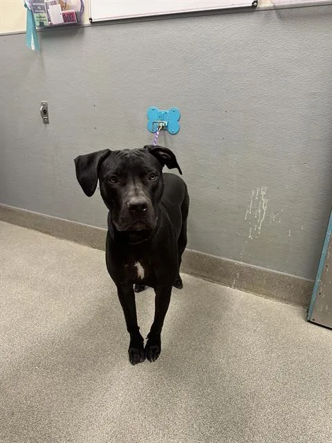 A young large-sized female Mastiff dog named Nadia for adoption in Las Vegas, NV