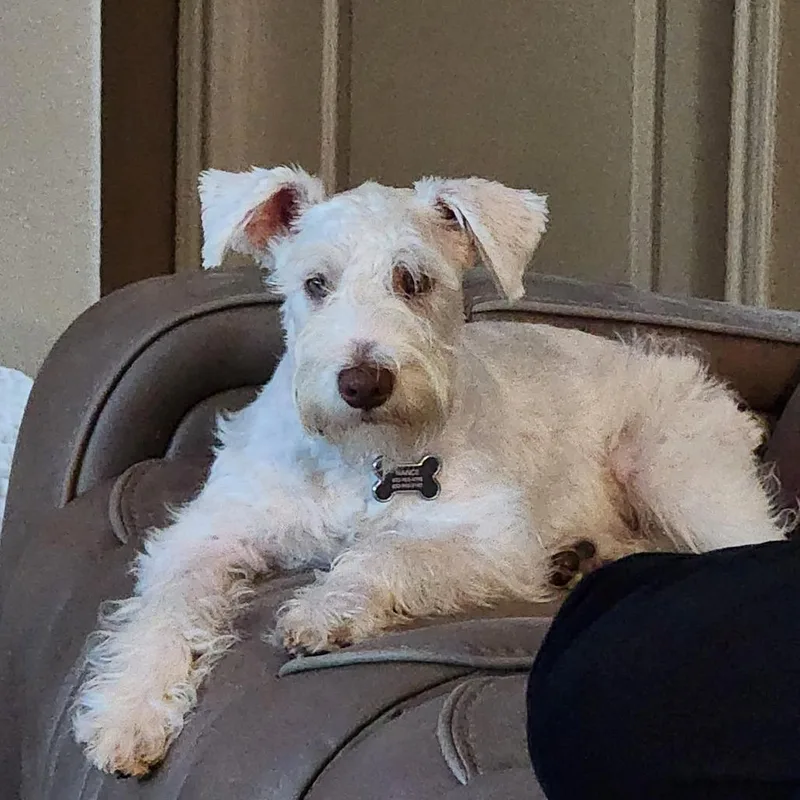 A young small-sized male White / Cream Schnauzer dog named Nimbus for adoption in Houston, TX