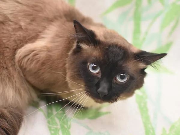 A young small-sized male Balinese cat named Boba for adoption in Portland, OR