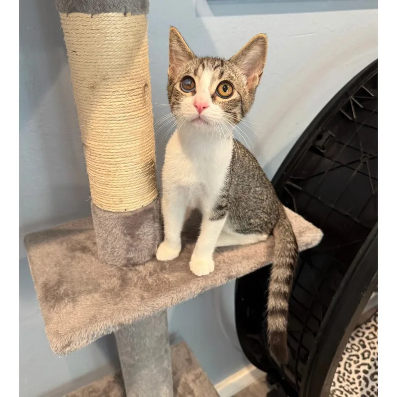 A baby medium-sized male Tabby (Brown / Chocolate) Tabby cat named Sprout for adoption in Morgan Hill, CA