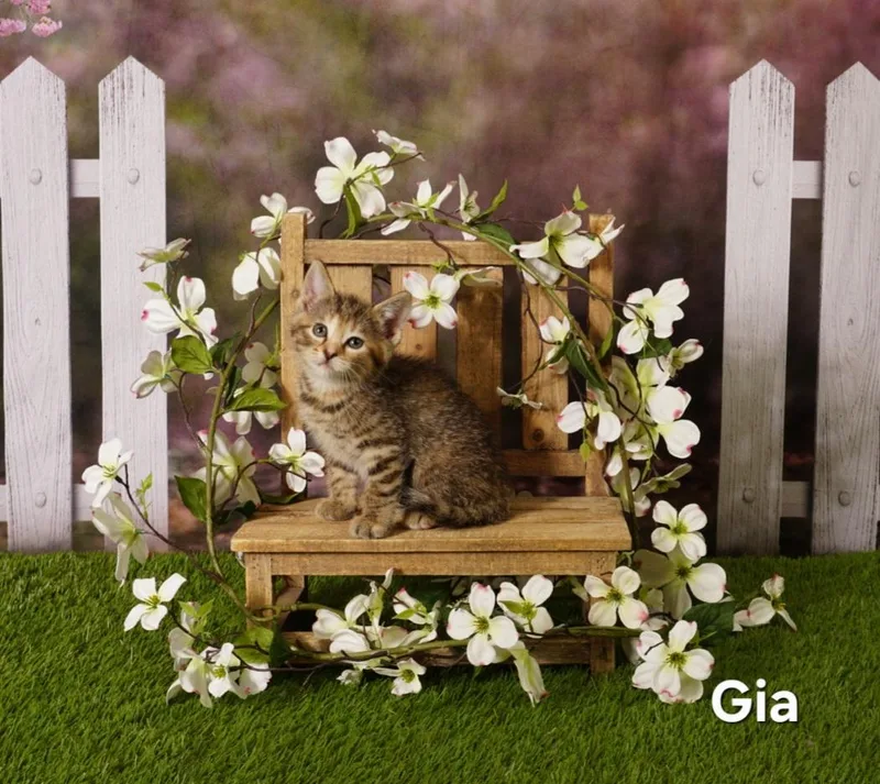 A baby medium-sized female Tabby (Brown / Chocolate) Domestic Short Hair cat named Gia for adoption in Waterloo, IA