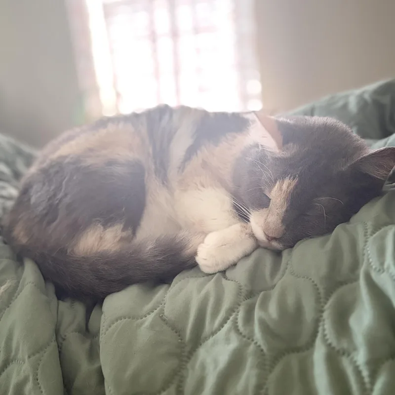 A young medium-sized male Dilute Calico Domestic Long Hair cat named Finn for adoption in Liverpool, TX
