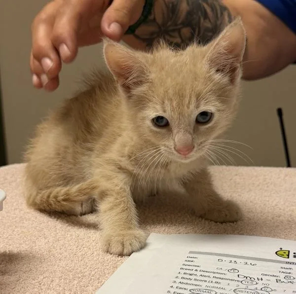 A baby small-sized male Domestic Short Hair cat named Spike for adoption in Oakland, CA