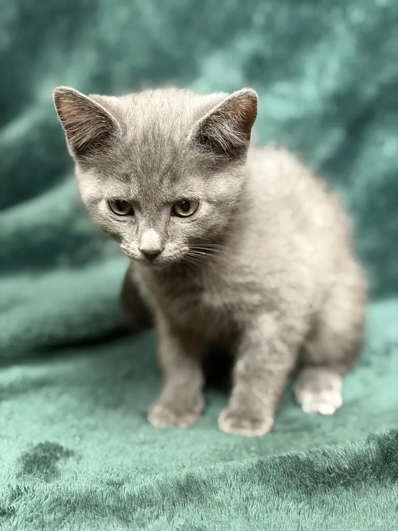 A baby medium-sized female Gray / Blue / Silver Domestic Short Hair cat named Daikin for adoption in Murfreesboro, TN