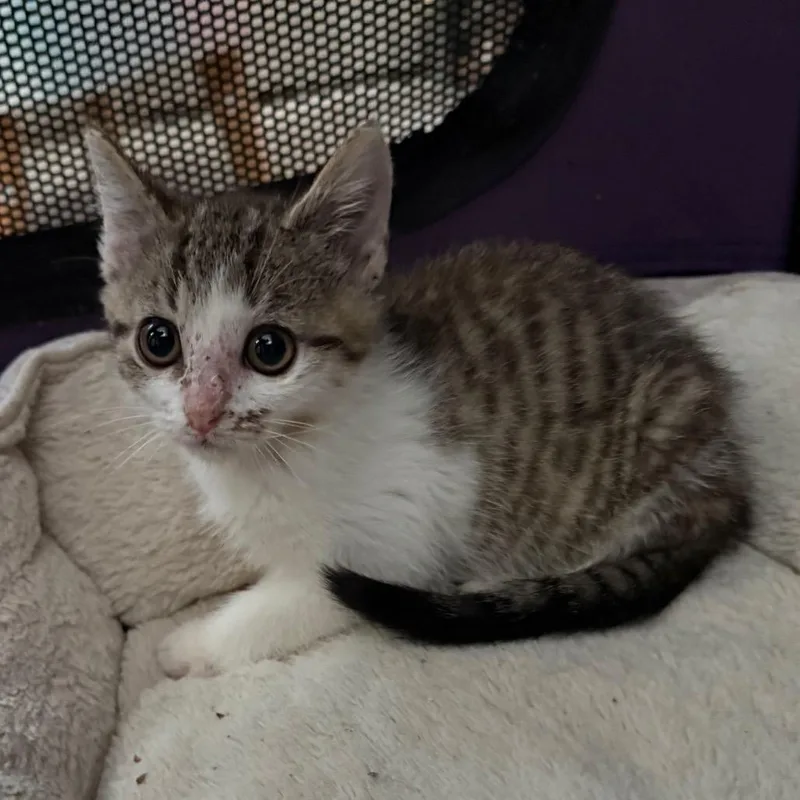 A baby small-sized female Brown / Chocolate Domestic Short Hair cat named Caprese for adoption in Richmond, IN