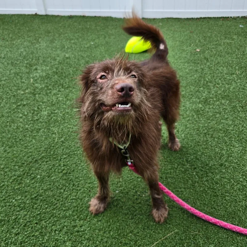 An adult medium-sized male Brown / Chocolate Mixed Breed dog named Willie for adoption in Naples, FL