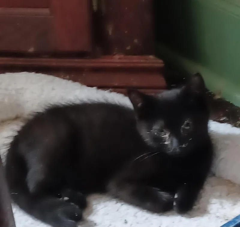 A baby small-sized male Black Domestic Short Hair cat named Mordecai for adoption in Lemoyne, PA