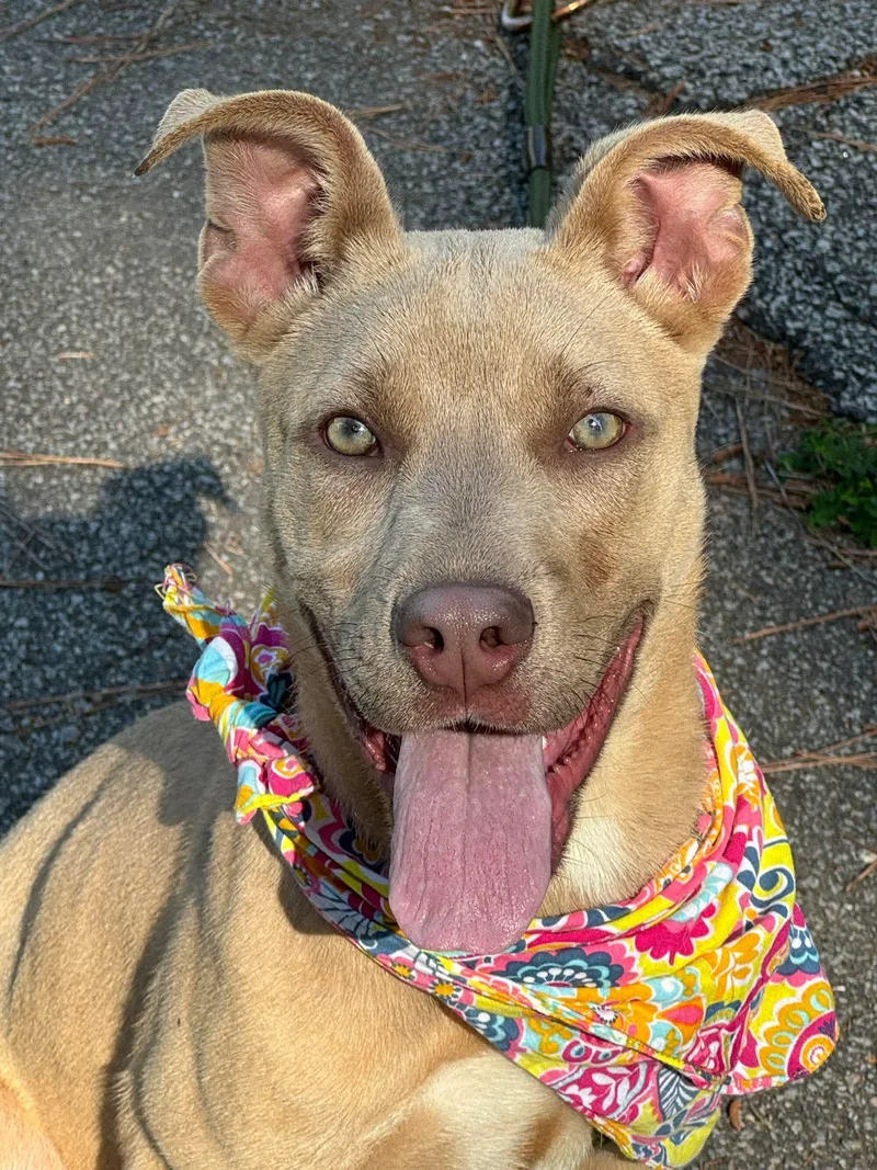 A young medium-sized female Yellow / Tan / Blond / Fawn Mixed Breed dog named Jazzy for adoption in Sumter, SC