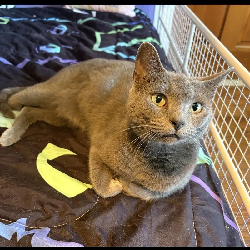 A young large-sized female Gray / Blue / Silver Domestic Short Hair cat named Mist for adoption in Huntsville, AL