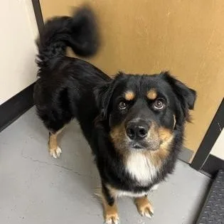 A young medium-sized male Tricolor (Brown, Black, & White) Mixed Breed dog named Ralf for adoption in Bellingham, WA