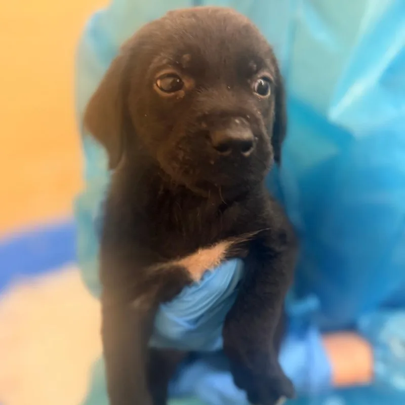 A baby small-sized female Black Mixed Breed dog named Minnie for adoption in Corinth, MS