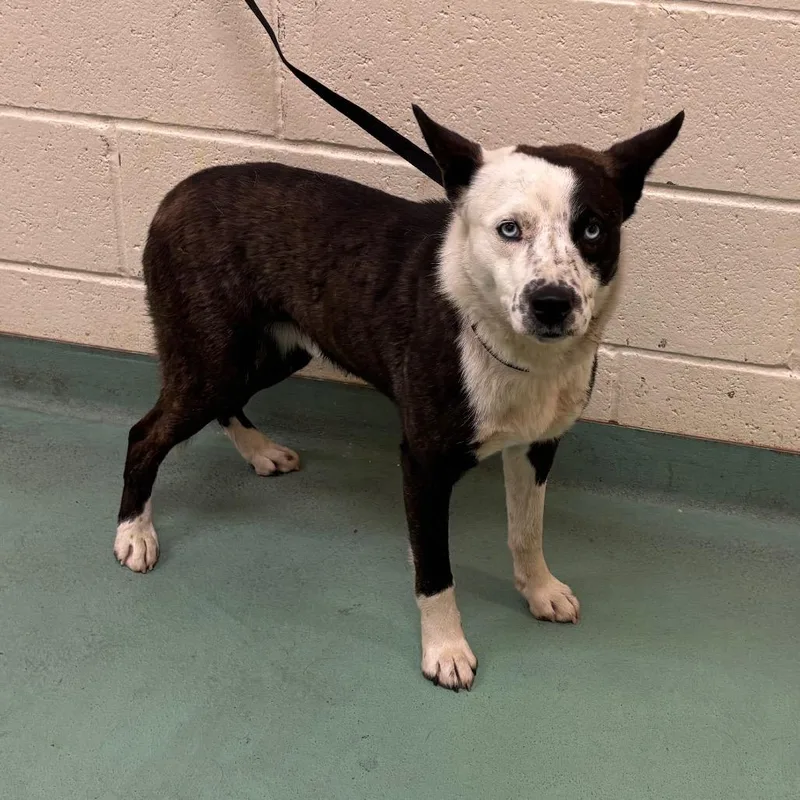 An adult medium-sized male Black Mixed Breed dog named Boomer for adoption in Memphis, TN