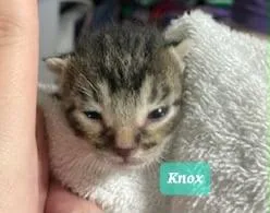 A baby small-sized male Domestic Short Hair cat named Knox for adoption in Lewisville, TX