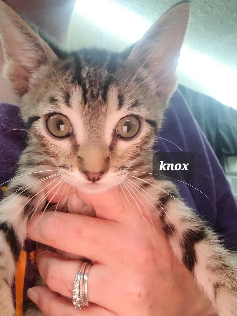 Knox thumbnail 2