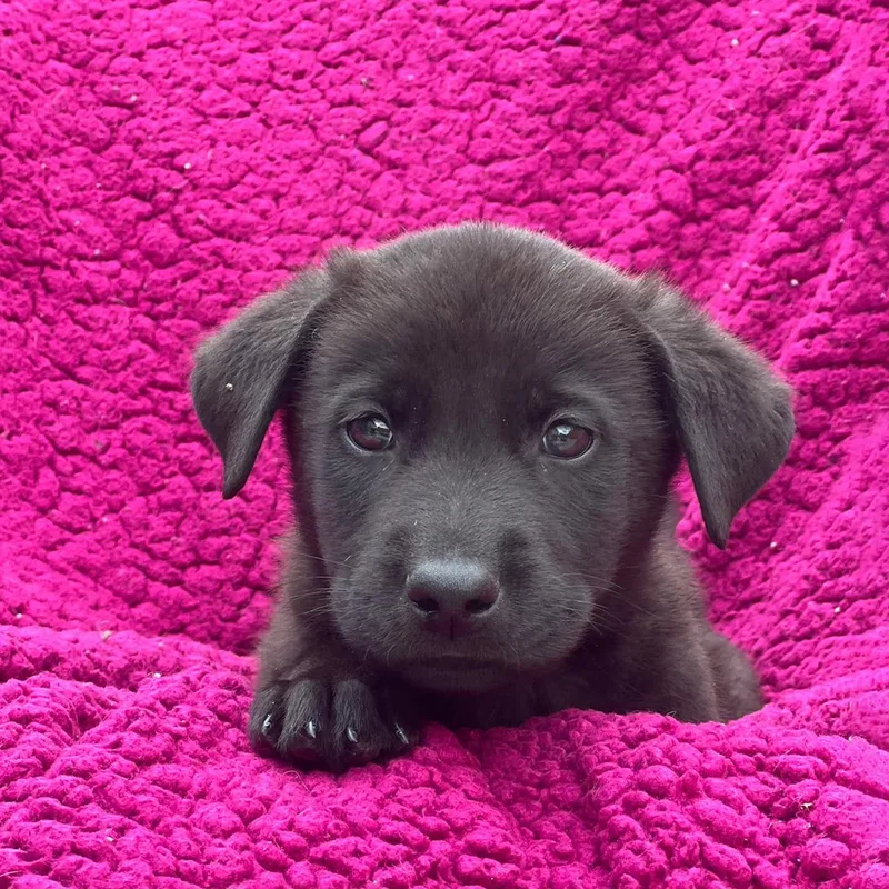 A baby large-sized male Labrador Retriever dog named Windy Pup  Drafty for adoption in San Diego, CA