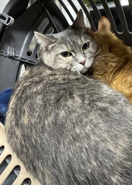 An adult medium-sized female Domestic Short Hair cat named Binx for adoption in Missoula, MT