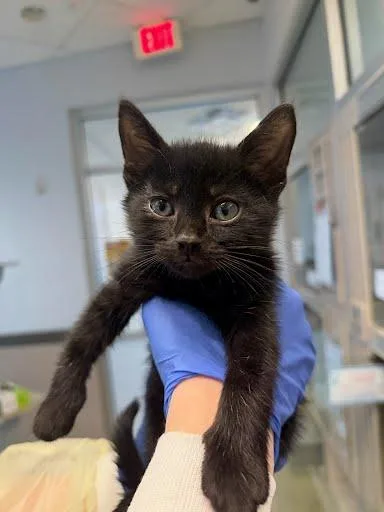 A baby medium-sized male Domestic Short Hair cat named Pilot for adoption in Washington, DC