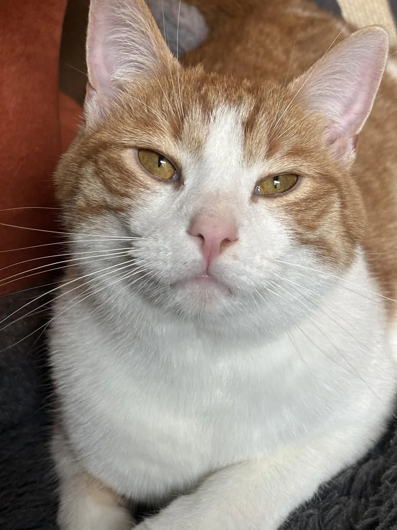 A baby medium-sized male Orange & White Domestic Short Hair cat named Chestnut for adoption in Cincinnati, OH