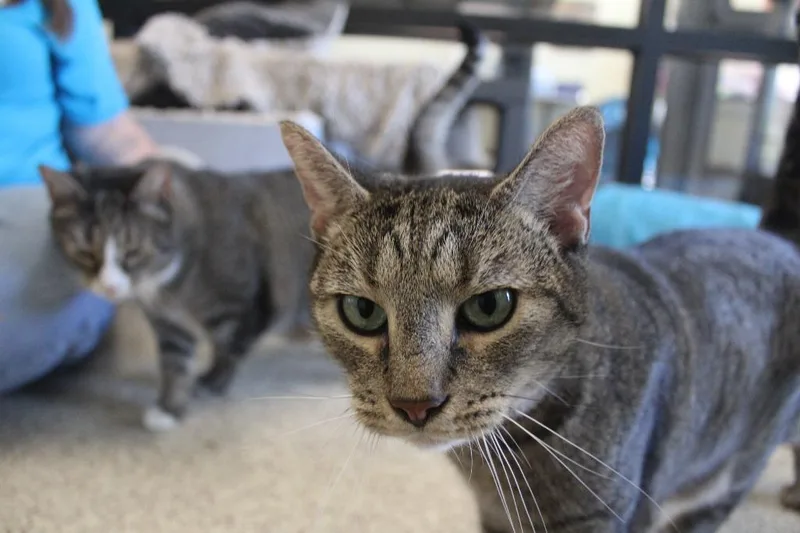 An adult large-sized male Tabby (Brown / Chocolate) Domestic Short Hair cat named Fog for adoption in Chestertown, MD
