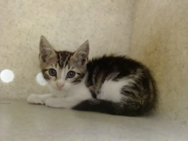 A baby small-sized male Domestic Short Hair cat named A for adoption in Moreno Valley, CA