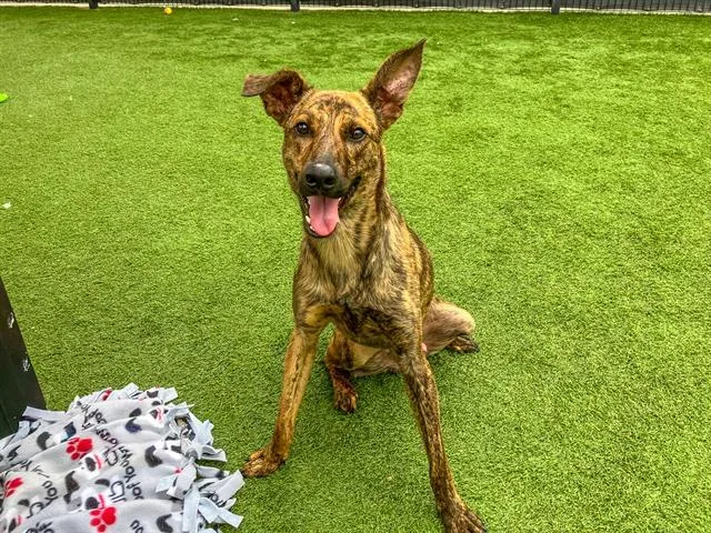 An adult large-sized male Dutch Shepherd dog named Elton for adoption in Tustin, CA