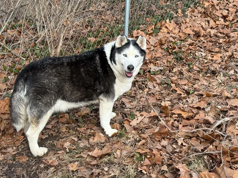 A senior large-sized male Black Siberian Husky dog named Mozzy for adoption in Stuart, VA