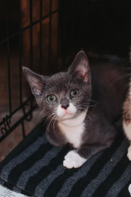 A young small-sized male Domestic Short Hair cat named A Ozzy Osbourne for adoption in North Charleston, SC