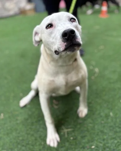 An adult large-sized male Pit Bull Terrier dog named Snoopy for adoption in El Paso, TX