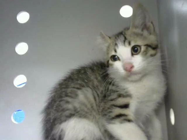 A baby small-sized male Domestic Short Hair cat named Popcorn for adoption in Albuquerque, NM