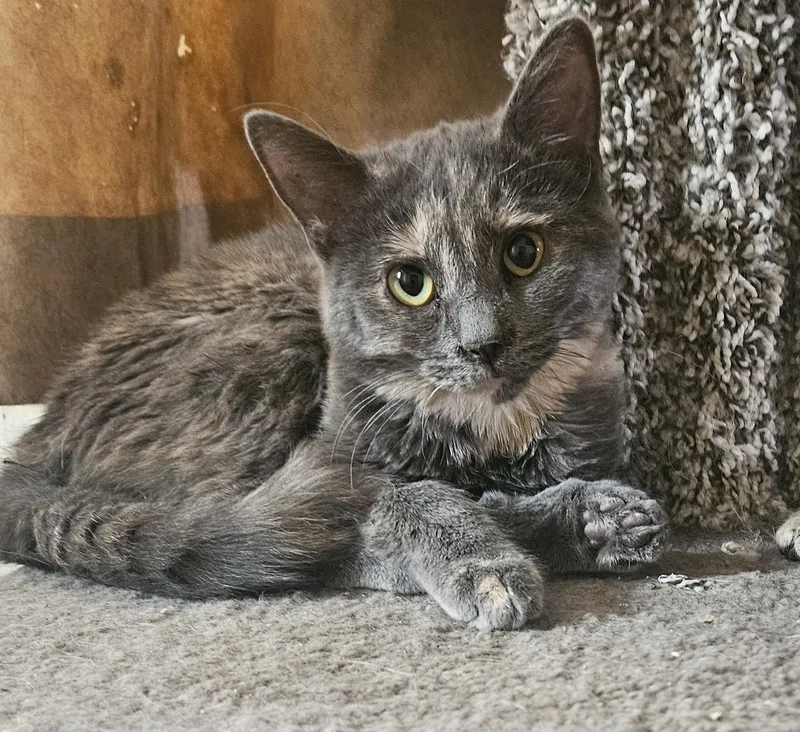 Sophia