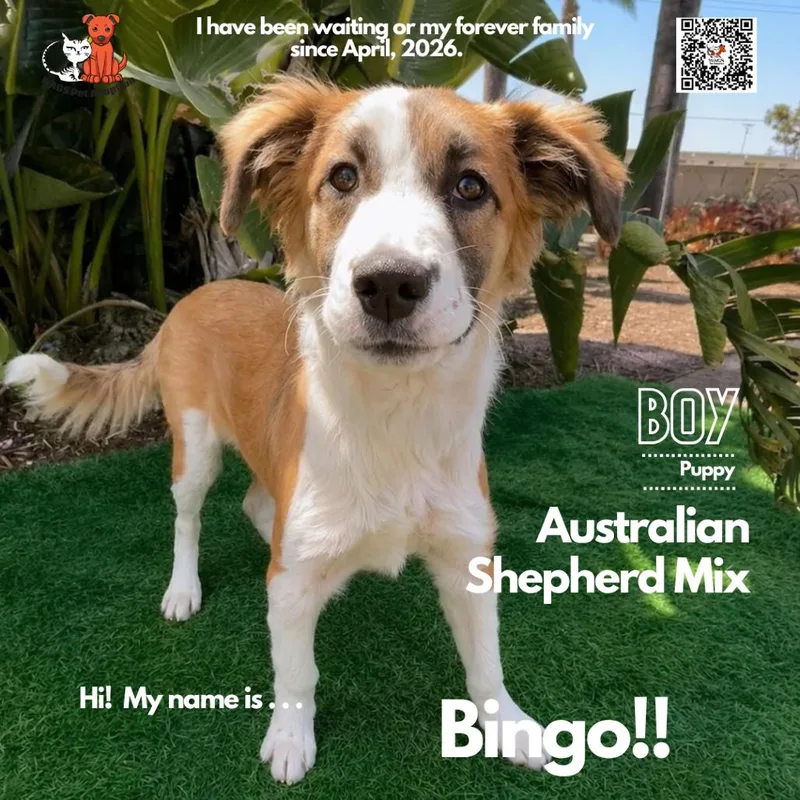 A baby medium-sized male Yellow / Tan / Blond / Fawn Australian Shepherd dog named Bingo for adoption in Westminster, CA