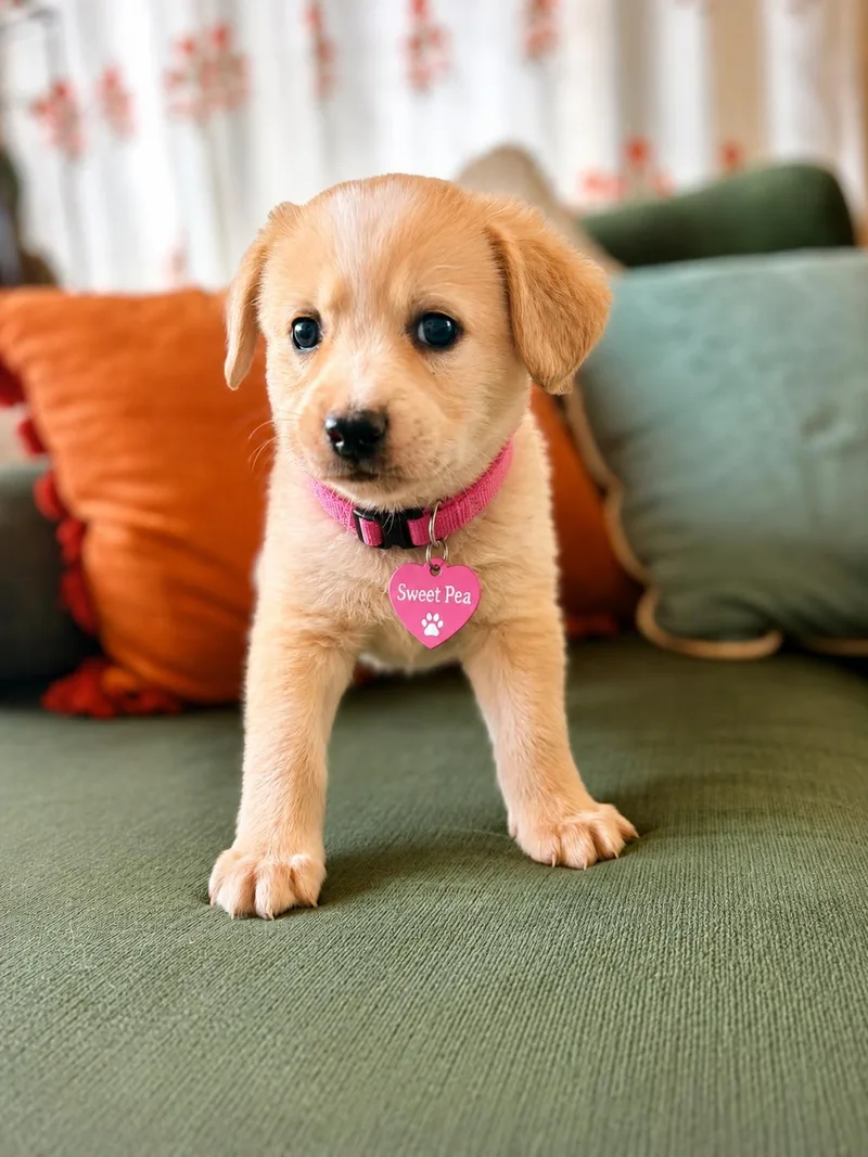 A baby medium-sized female Yellow Labrador Retriever dog named Sweet Pea for adoption in San Ysidro, CA
