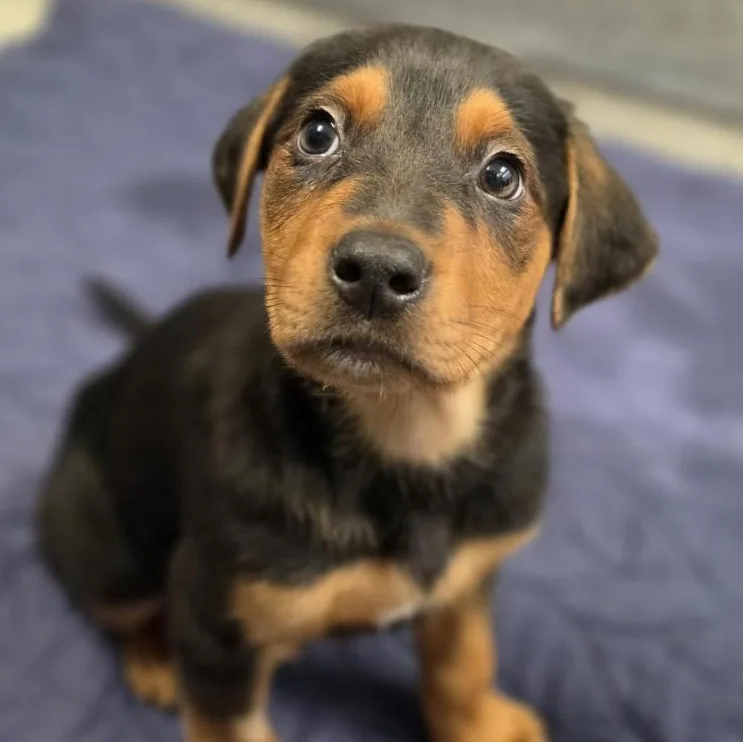 A baby large-sized male Black Mixed Breed dog named Moose Tracks for adoption in Cooperstown, NY